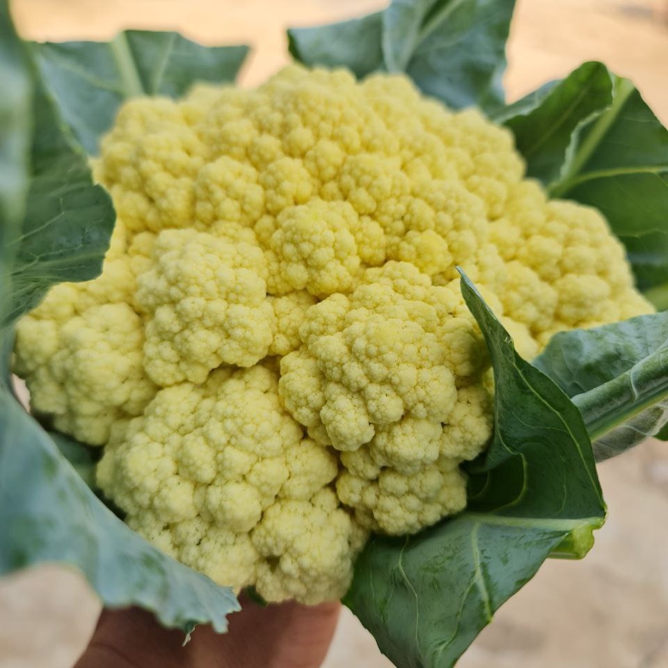 White Califlower